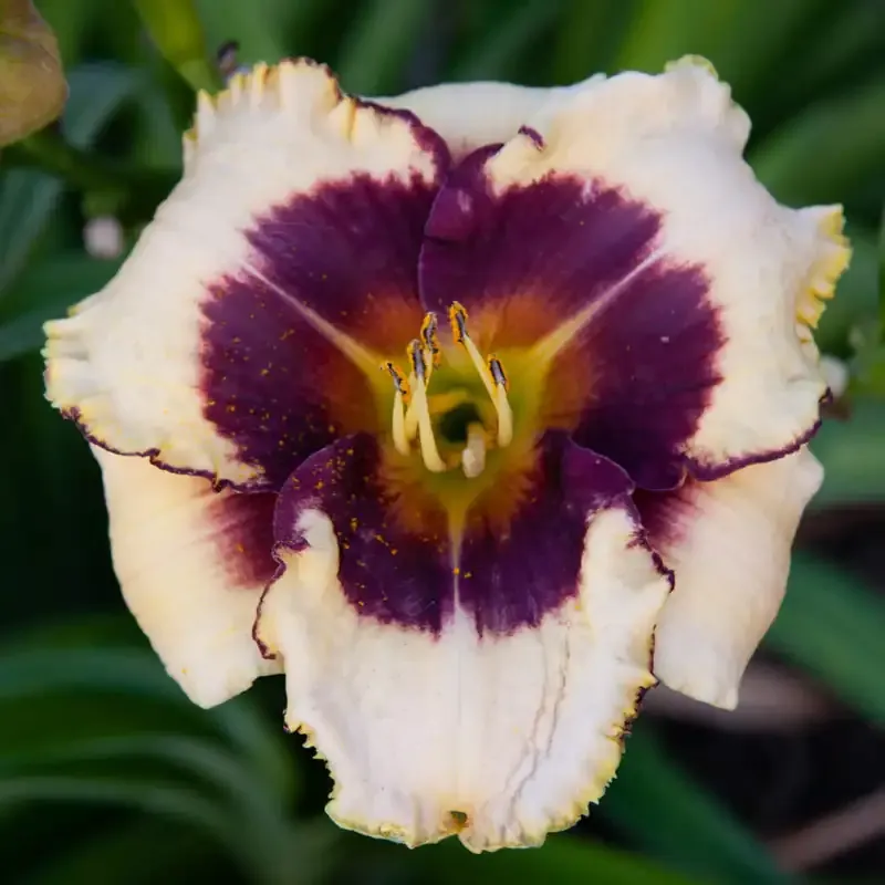 Blackthorne Reblooming Daylily Perennial Garden Plant
