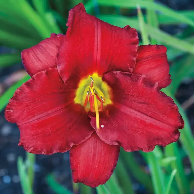 Red Razzmatazz Daylily Perennial Flower Bulb for Garden Landscapes 1
