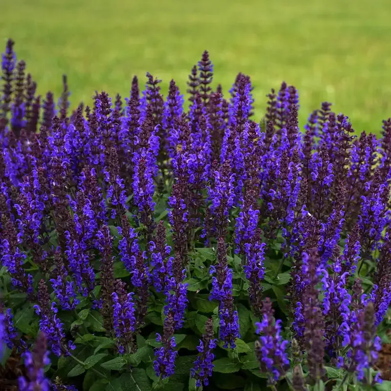 Bumbleblue Salvia Perennial Flowering Plant with Deep Blue Spikes 2