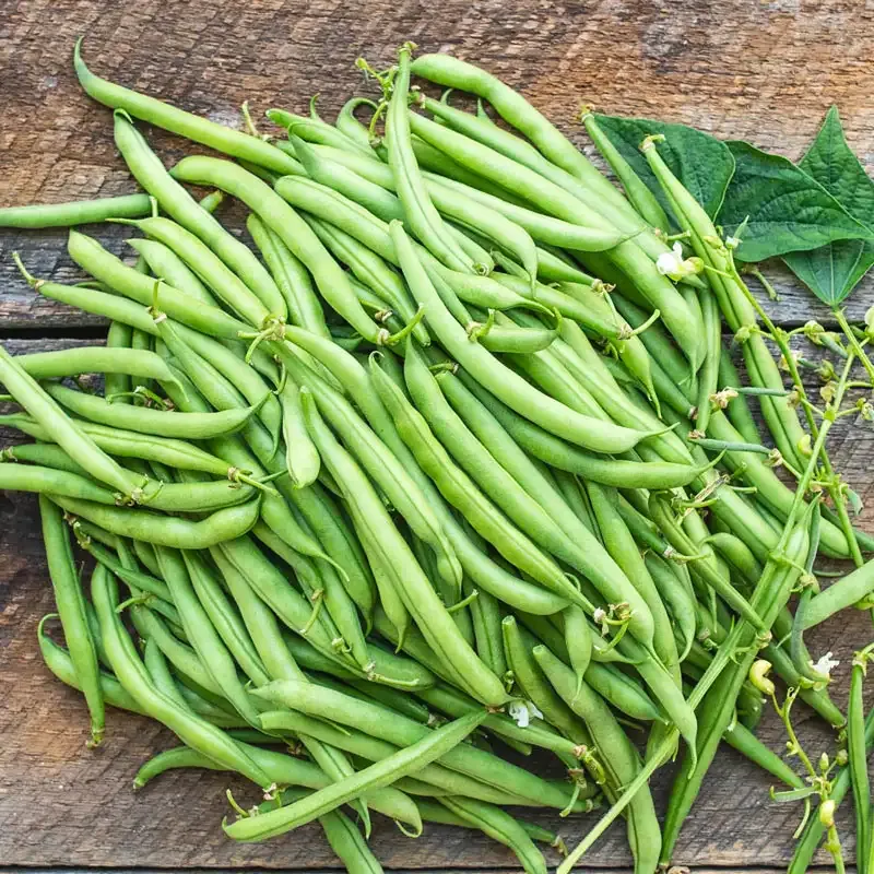 Cantare Bush Bean Seeds - High-Yield Stringless Variety