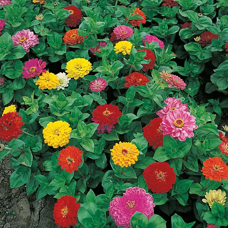 Anniversary Zinnia Flower Seeds for Garden Planting