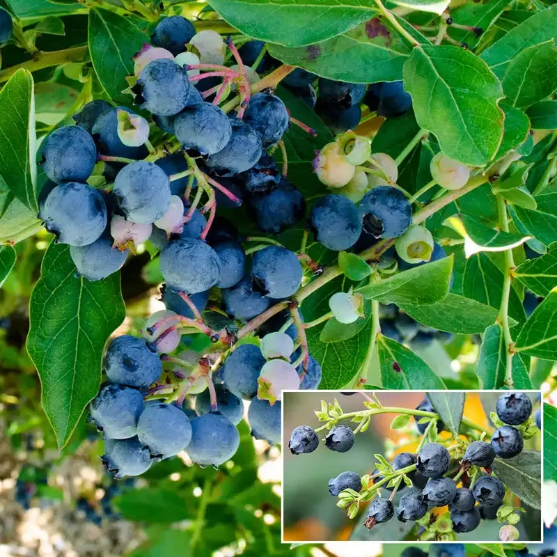 Echo Half-High Blueberry Plant - Compact Fruit-Bearing Shrub
