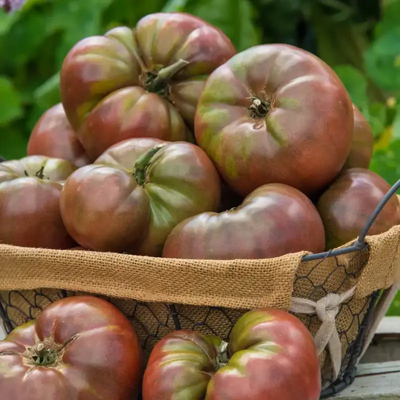 Cherokee Carbon Hybrid Tomato Seeds for Home Gardening 1