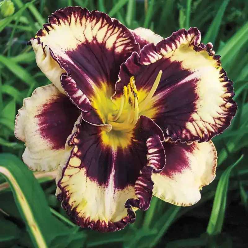 Moussaka Daylily Perennial Flowering Plant