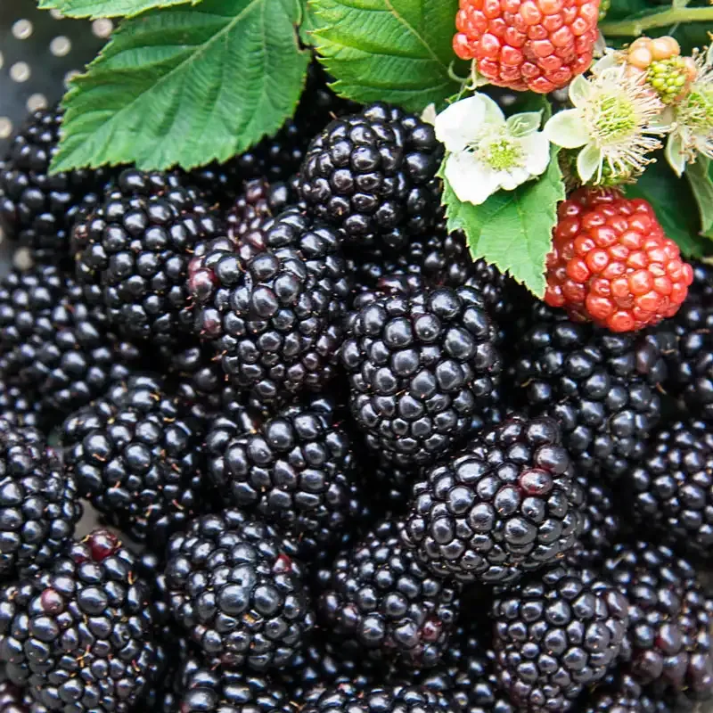 Thornless Blackberry Fruit-Bearing Shrub for Home Gardens