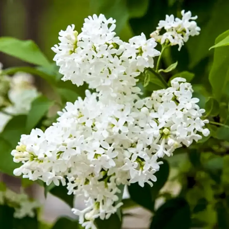 Flowering Lilac Shrub for Indoor and Outdoor Gardening