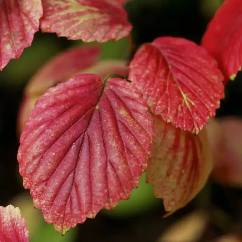 Autumn Jazz Viburnum Deciduous Privacy Hedge Shrub 1