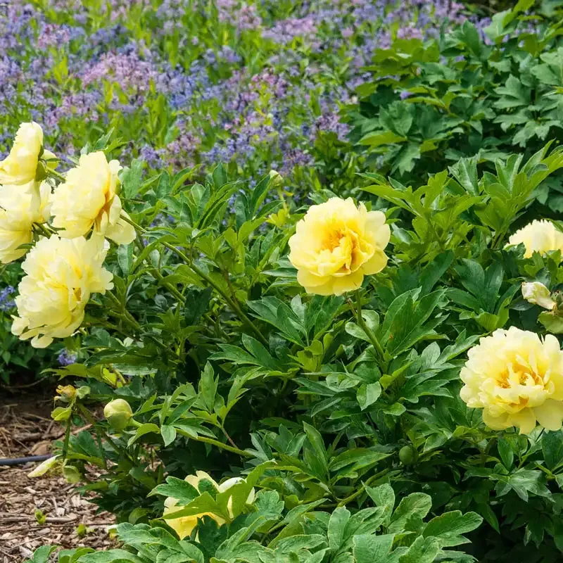 Bartzella Itoh Peony Intersectional Hybrid Perennial Plant 1