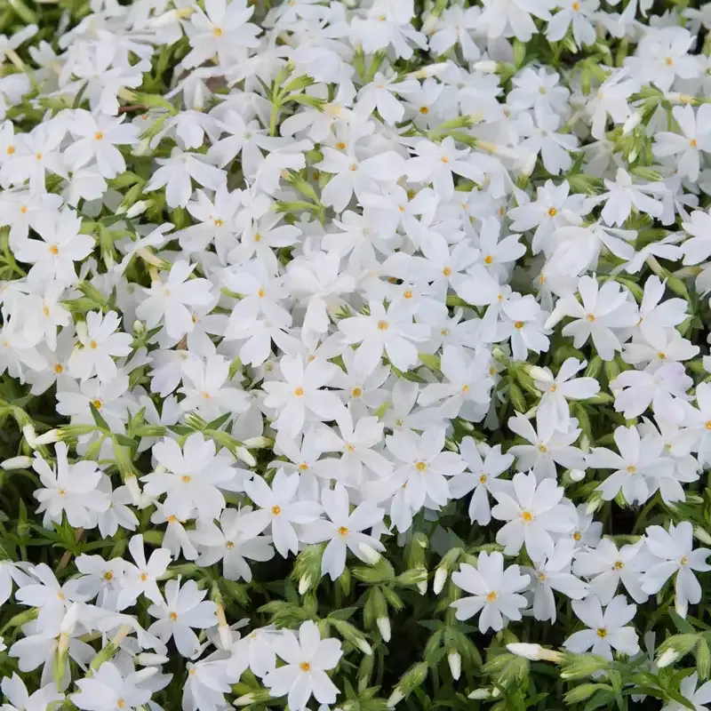 North Hills Creeping Phlox Perennial Ground Cover Plant 2