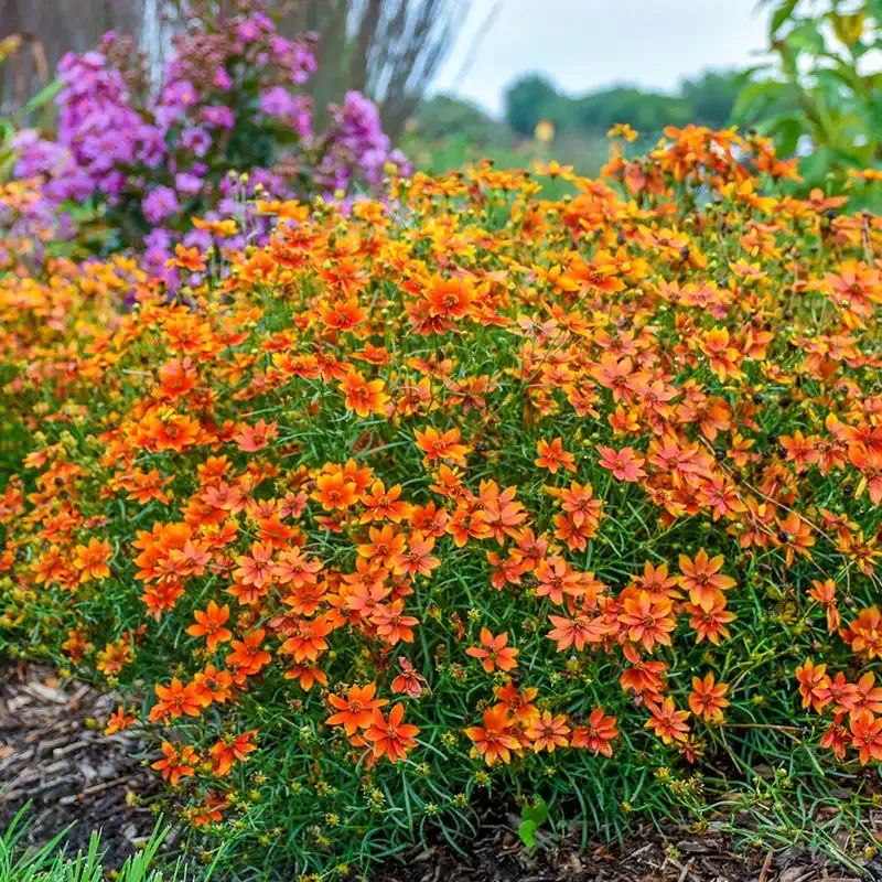 Tickseed Trio Perennial Coreopsis Flower Seed Collection 1