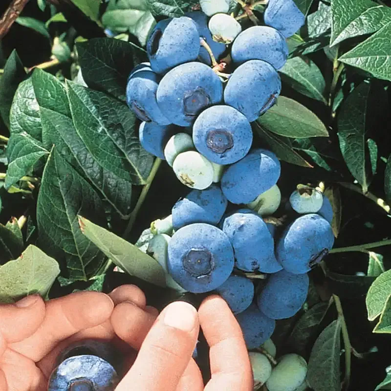 Chandler Northern Highbush Blueberry Plant - Large-Fruited Vaccinium corymbosum