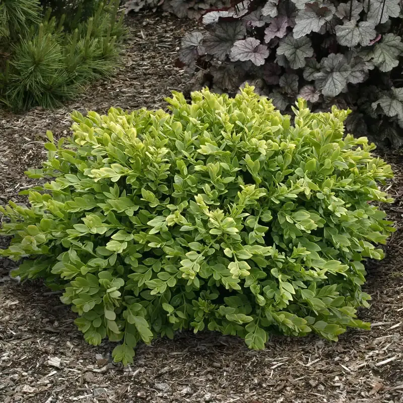 Green Velvet Boxwood Bundle Artificial Foliage
