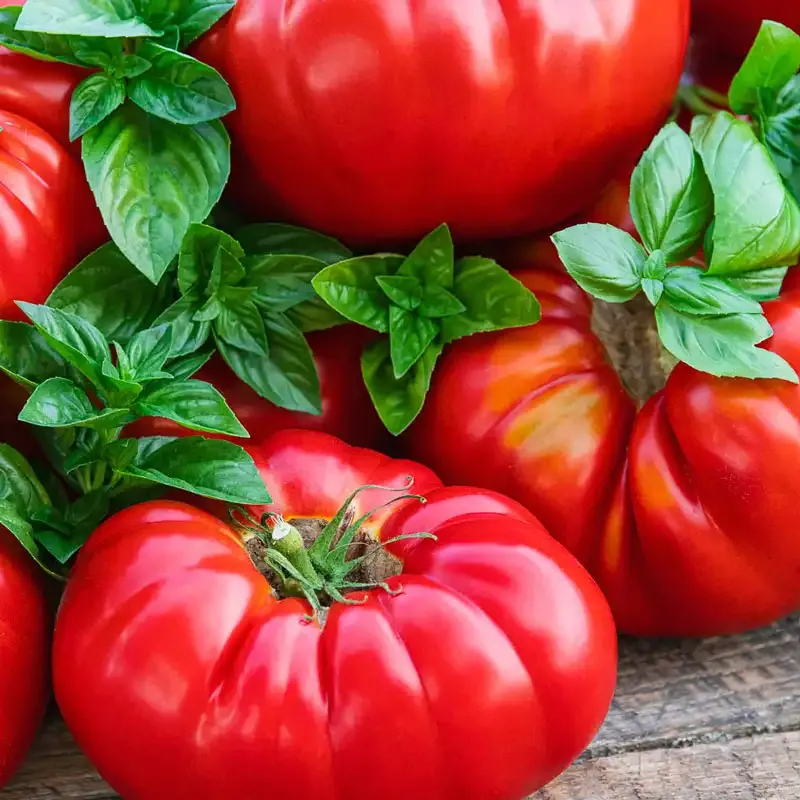 Buffalosteak Hybrid Tomato Seeds - High-Yield Beefsteak Variety