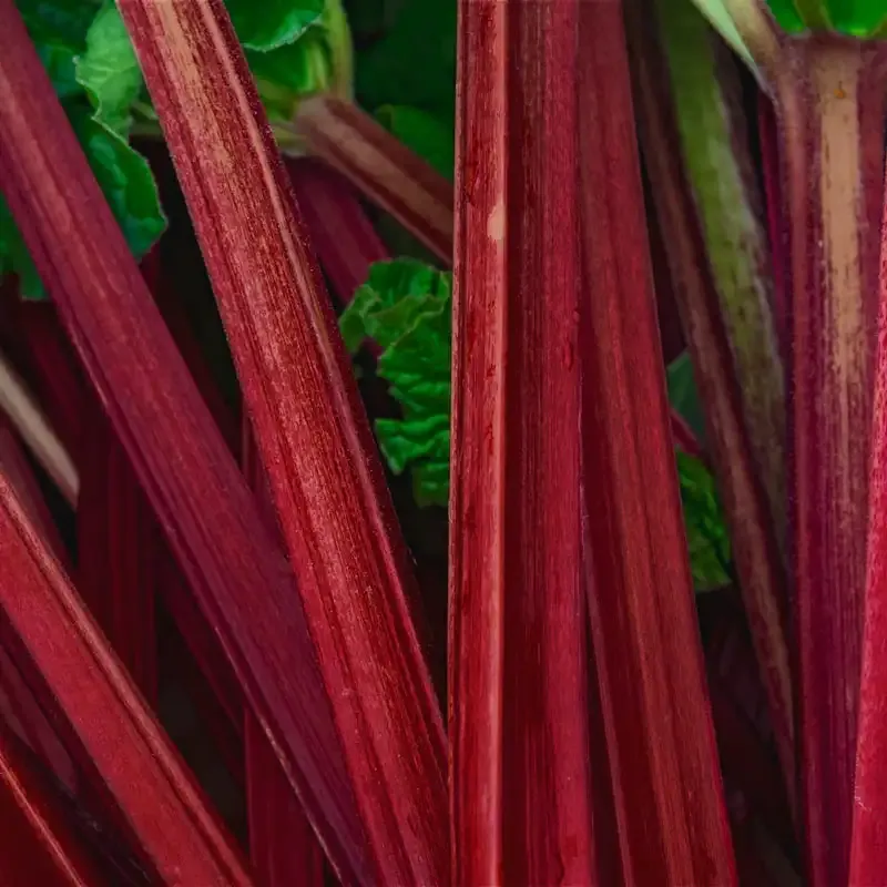 Perennial Rhubarb Starter Plant for Home Vegetable Gardens 3