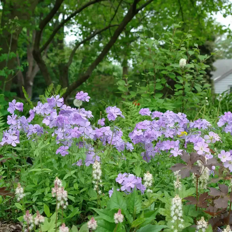 Blue Moon Phlox Perennial Woodland Flower Plant 2