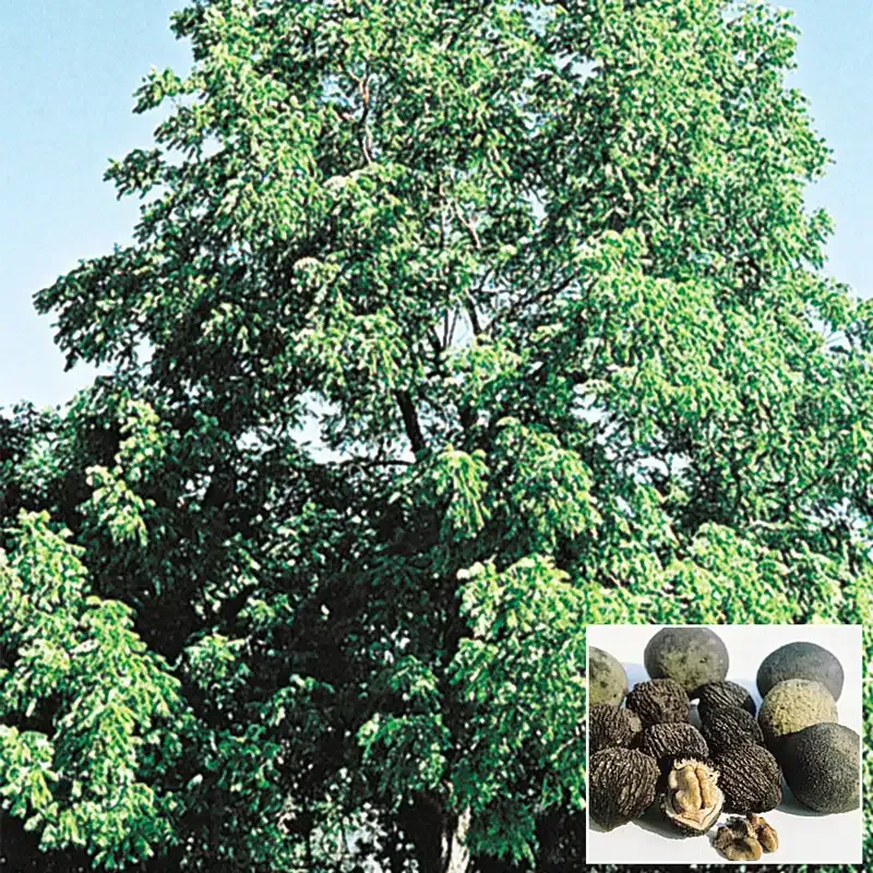 Black Walnut Tree (Juglans Nigra) Live Sapling for Garden Cultivation