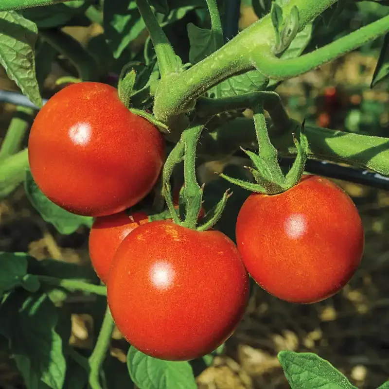 Tomato and Blossom Set Spray for Vegetable and Fruit Development 1
