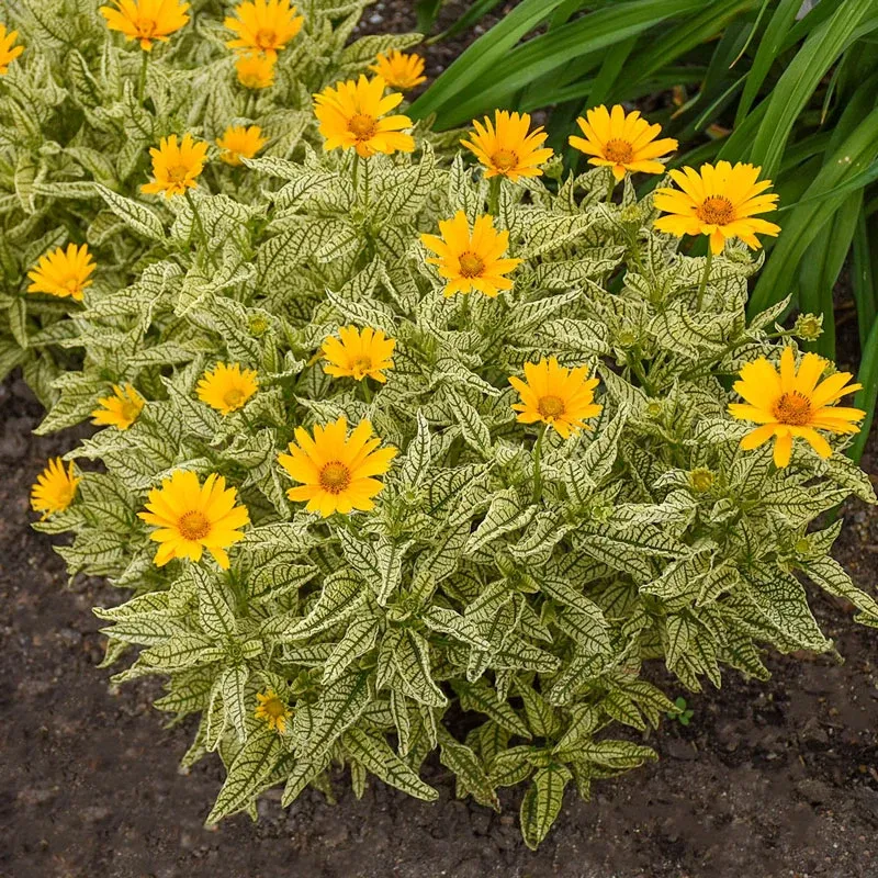 Sunstruck Heliopsis Perennial False Sunflower with Golden Yellow Blooms