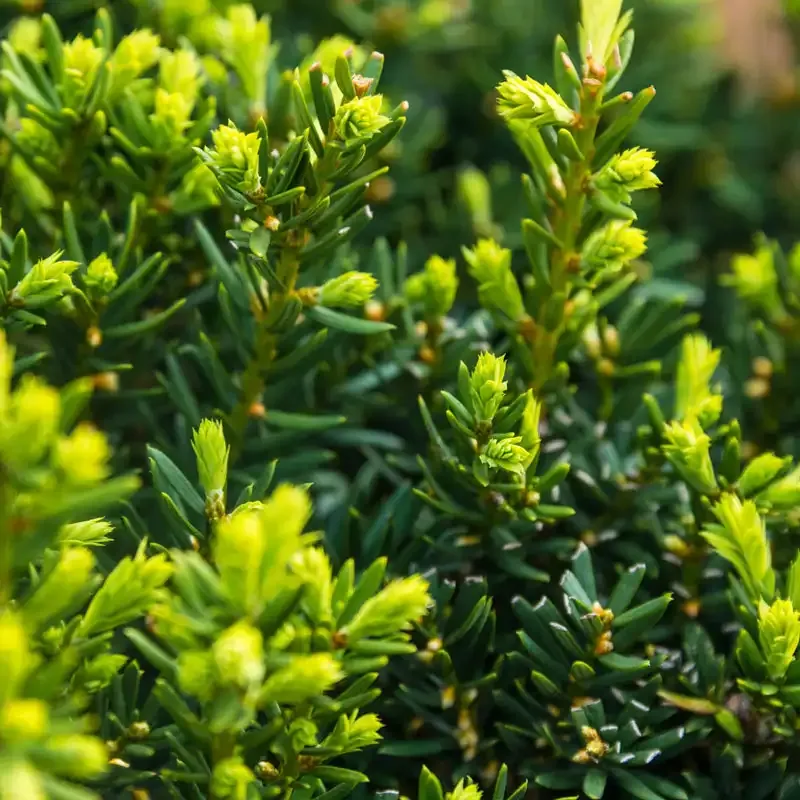 Dark Green Spreader Yew Hedge Evergreen Privacy Shrub 1