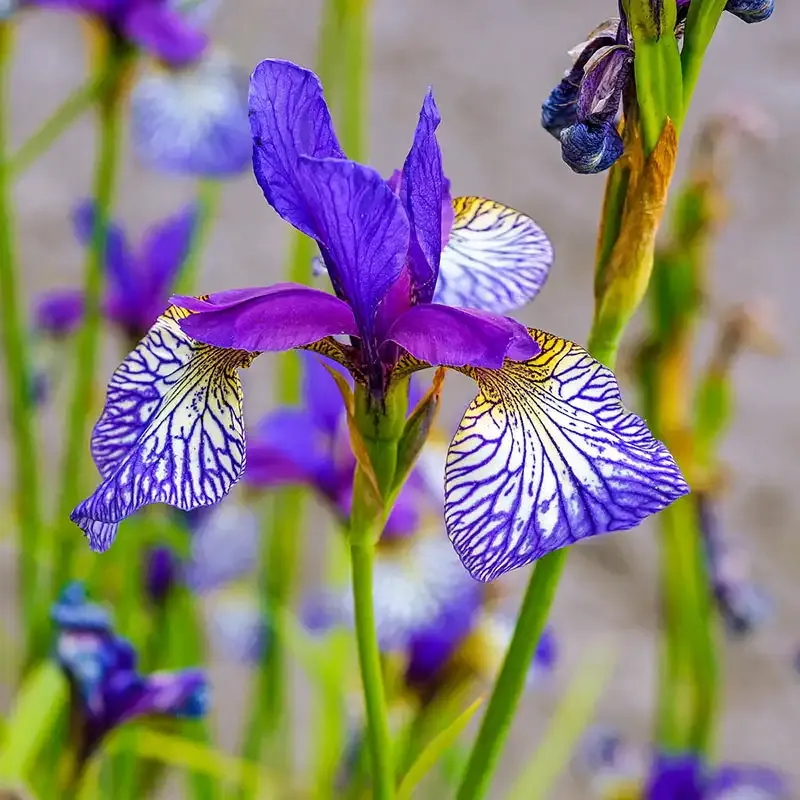 Shaker's Prayer Siberian Iris Perennial Rhizome 1