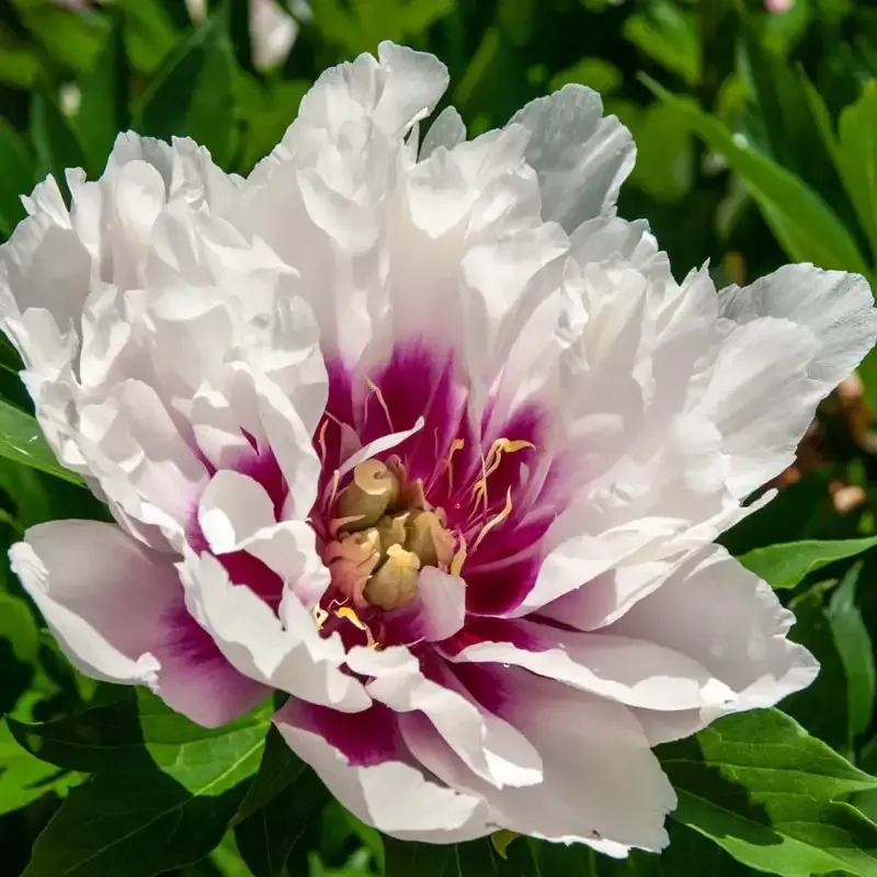 Cora Louise Itoh Intersectional Hybrid Peony Perennial Plant