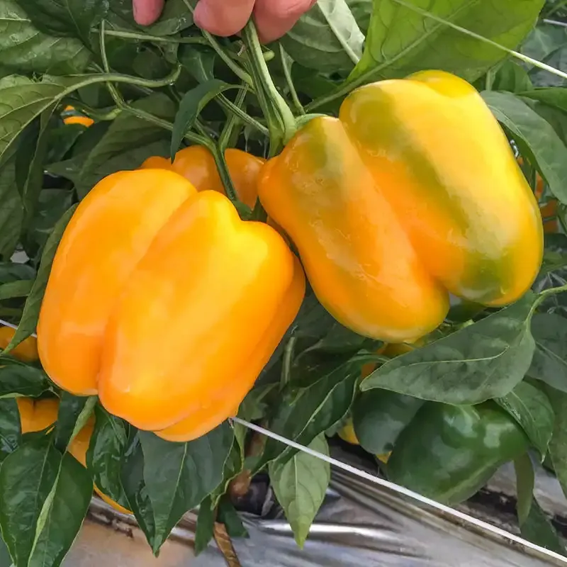 Delray S10 Hybrid Sweet Pepper Seeds for Home Gardening