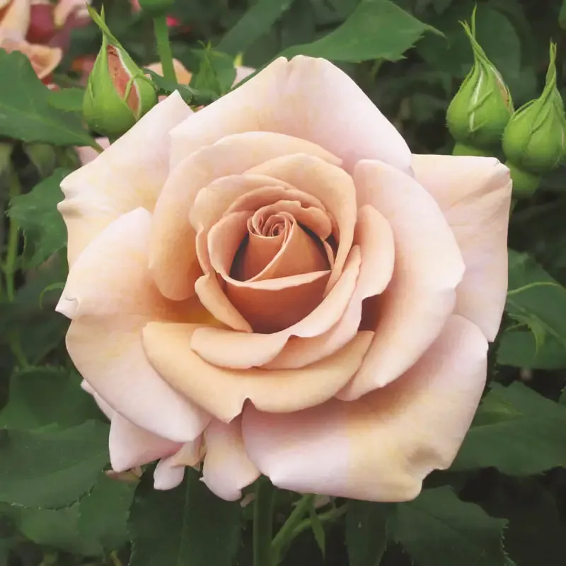 Floribunda Rose Bush - Unique Coffee-Colored Garden Plant