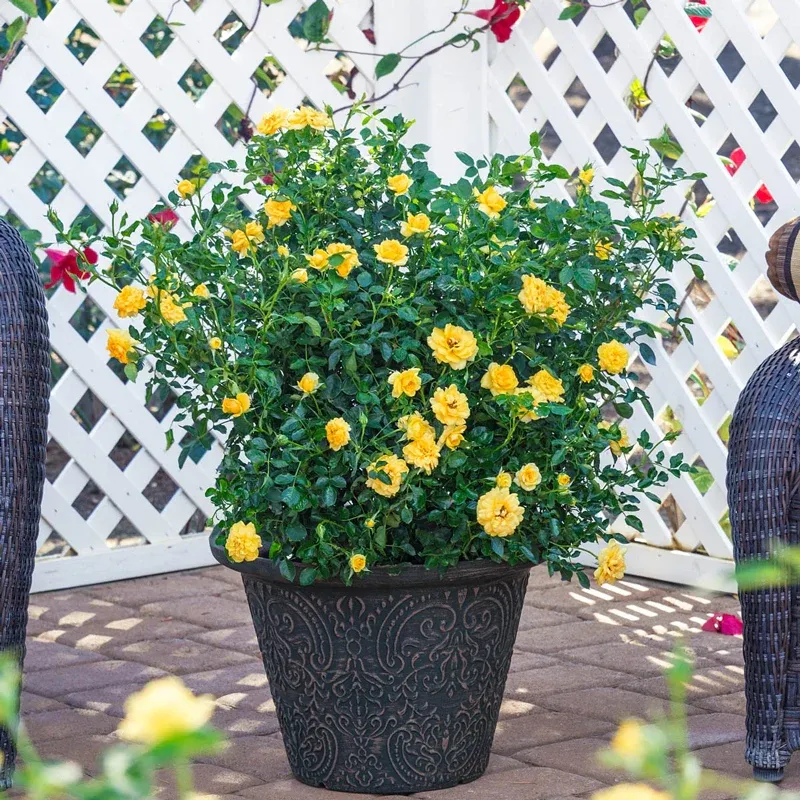 Lemon Drop Miniature Rose Compact Flowering Shrub