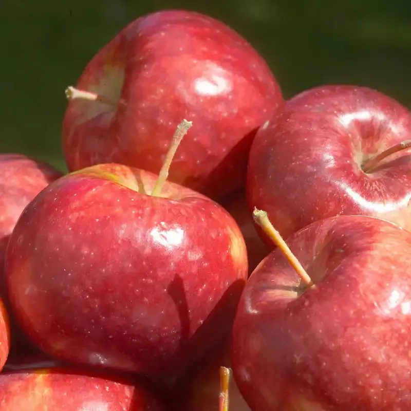 Cold-Hardy Apple Tree - Frostbite Variety for Northern Orchards