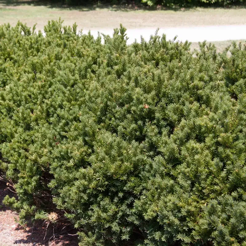 Globe Brown Yew Hedge Artificial Round Topiary Shrub