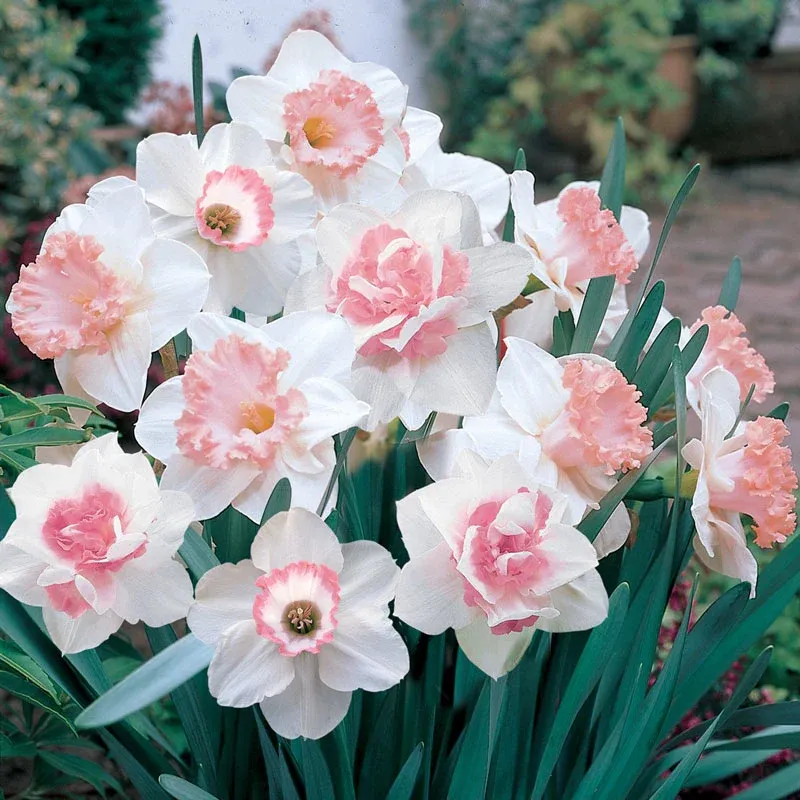 Pink Daffodil Flower Bulb Mix for Spring Garden Planting