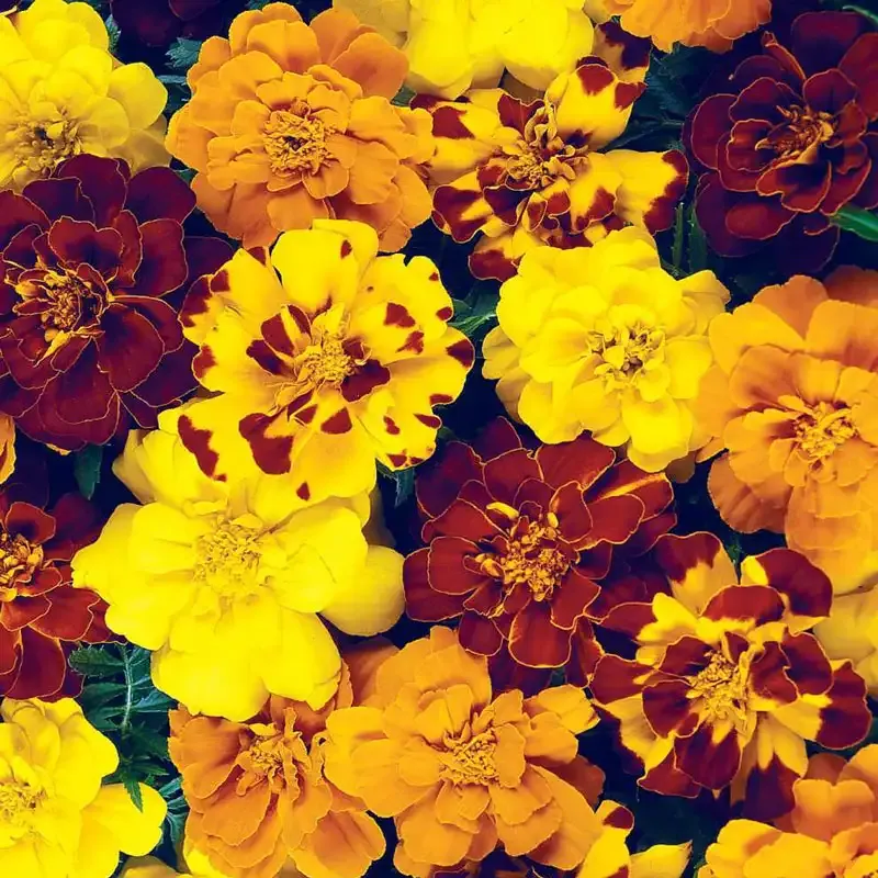 Marigold Durango Outback Flower Seed Mix for Garden Landscapes