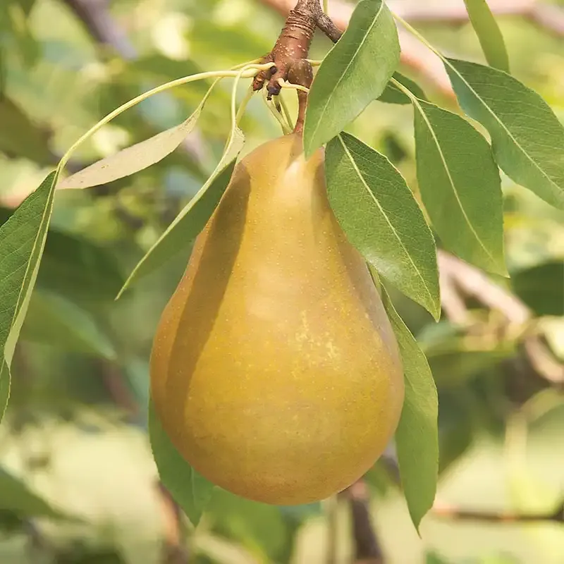 Honeysweet Pear Tree - Disease-Resistant Deciduous Fruit Tree