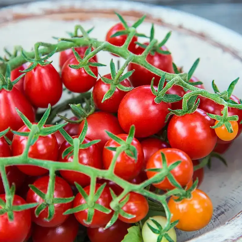 Candyland Red Tomato Seeds - Indeterminate Cherry Tomato Variety 2