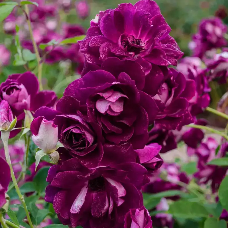Burgundy Iceberg Floribunda Rose - Repeat-Blooming Garden Shrub
