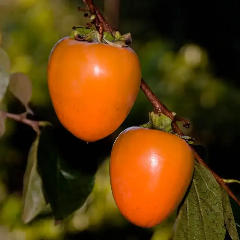 Hachiya Persimmon Tree - Astringent Fruit Variety for Home Gardens