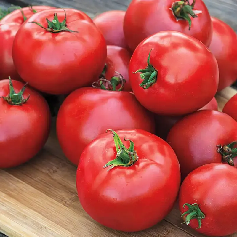 Hybrid Tomato Seeds for Home Gardening - High Yield and Disease Resistant Variety