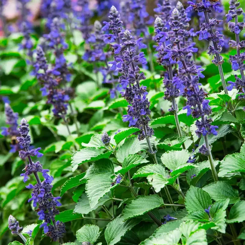 Big Blue Salvia Seeds for Perennial Garden Planting
