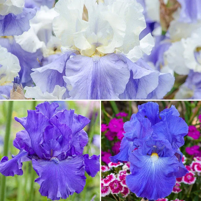 Iris Floral Collection Decorative Botanical Art Piece
