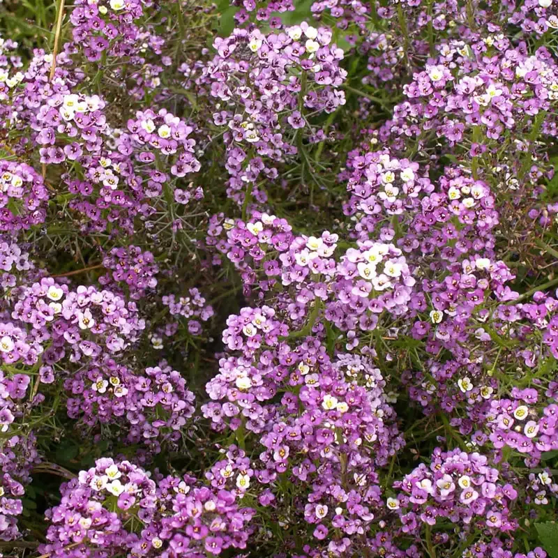 Dwarf Royal Carpet Sweet Alyssum Seeds - Fragrant Violet Ground Cover