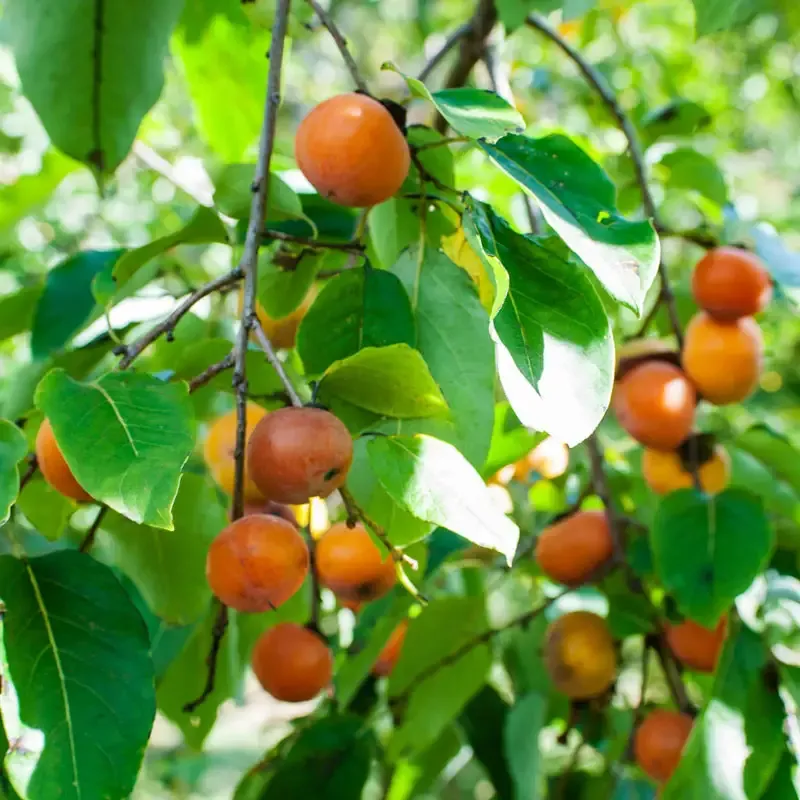 Caramel Cocktail American Persimmon Tree - Cold Hardy Fruit Variety 4