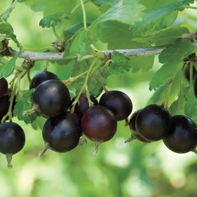Jostaberry Tree Hybrid Fruit-Bearing Shrub