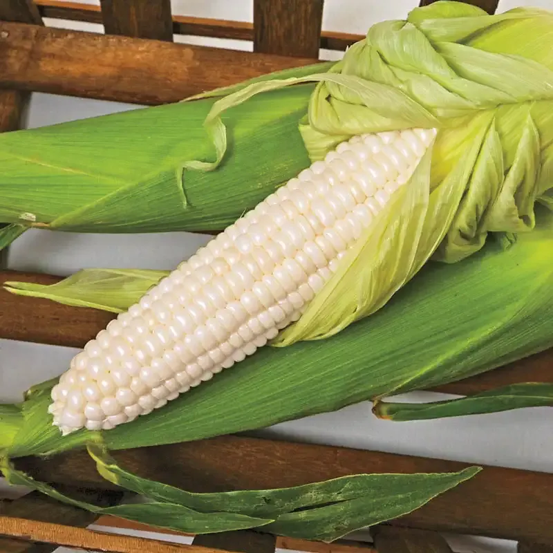 Silver Duchess Synergistic Hybrid Corn Seeds for Consistent Crop Yield