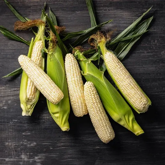 Magnolia Sweet Corn (sh2) Hybrid Seeds for Home Gardening