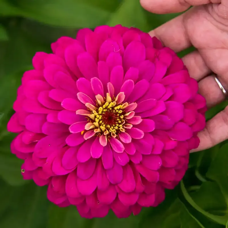 Uproar Rose Zinnia Flower Seeds - Double-Flowered Annual Variety