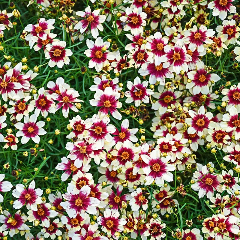 Red Hot Vanilla Tickseed Perennial Coreopsis Plant