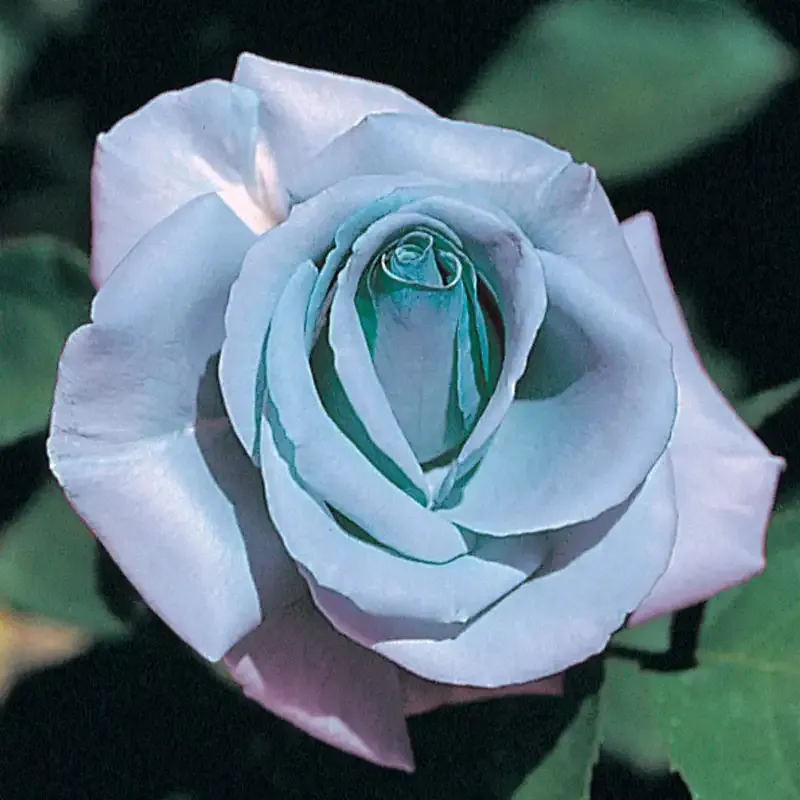 Blue Girl Hybrid Tea Rose Plant - Large Lavender-Blue Fragrant Blooms