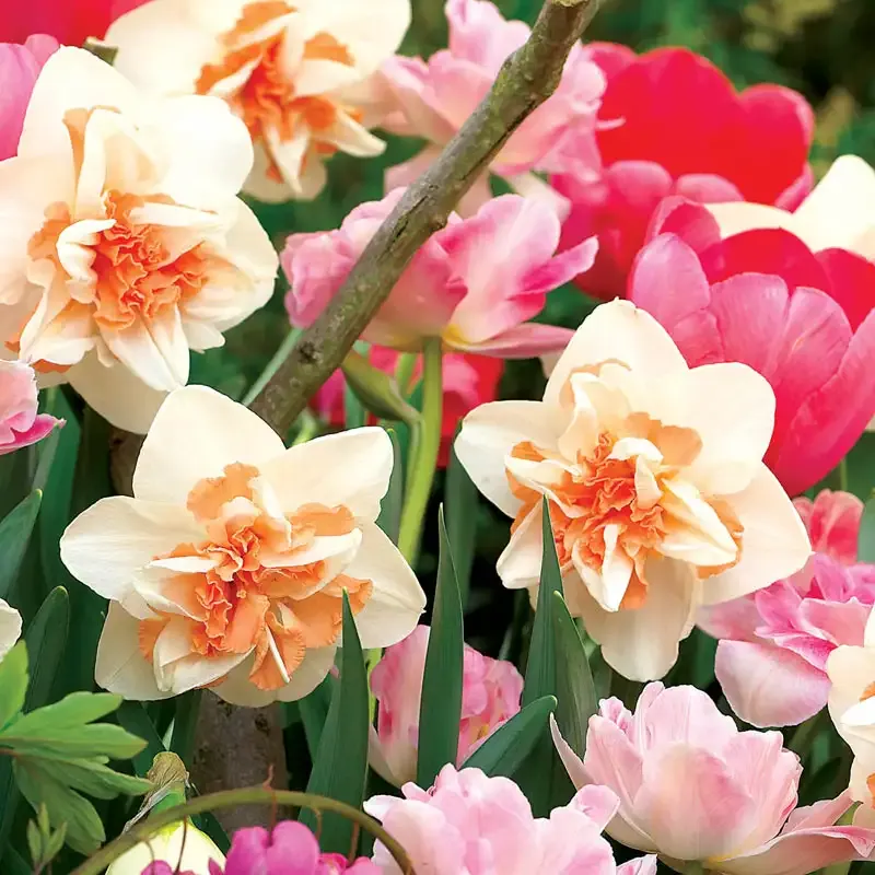 Replete Daffodil Decorative Floral Ornament for Home and Office Decor