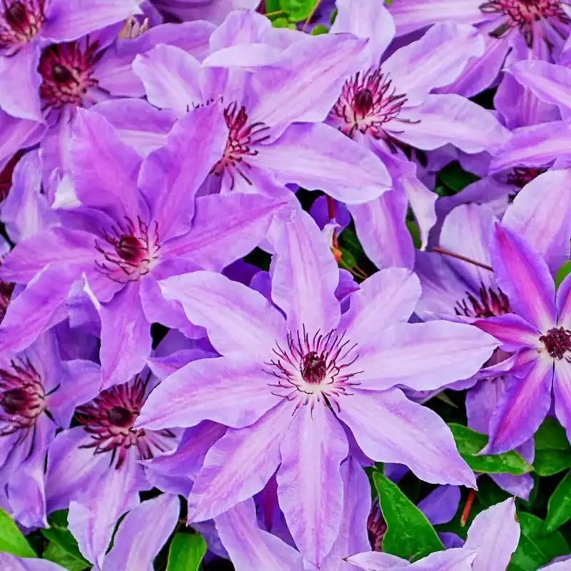 Blue Ravine Clematis Perennial Climbing Vine