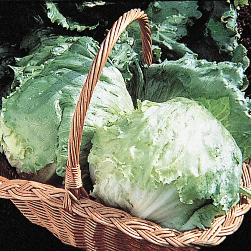 Ithaca Crisphead Lettuce Seeds for Home Vegetable Gardening 1